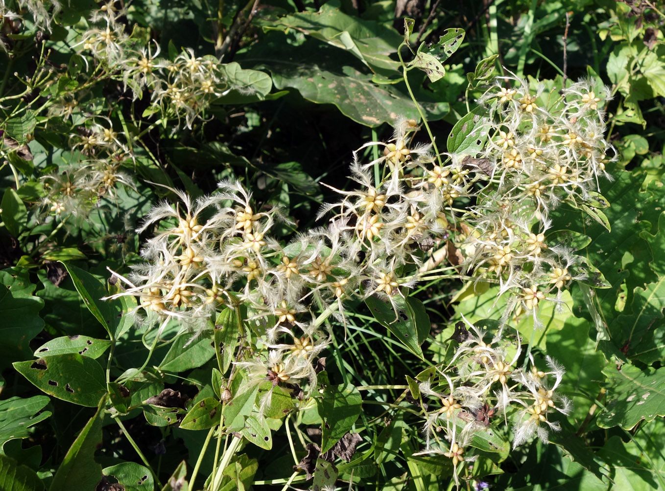 Изображение особи Clematis mandshurica.