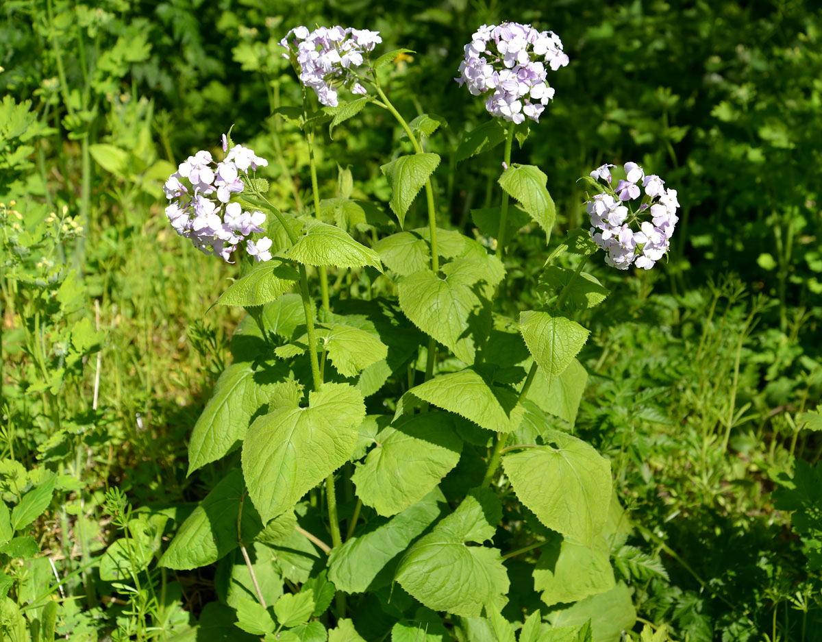 Изображение особи Lunaria rediviva.