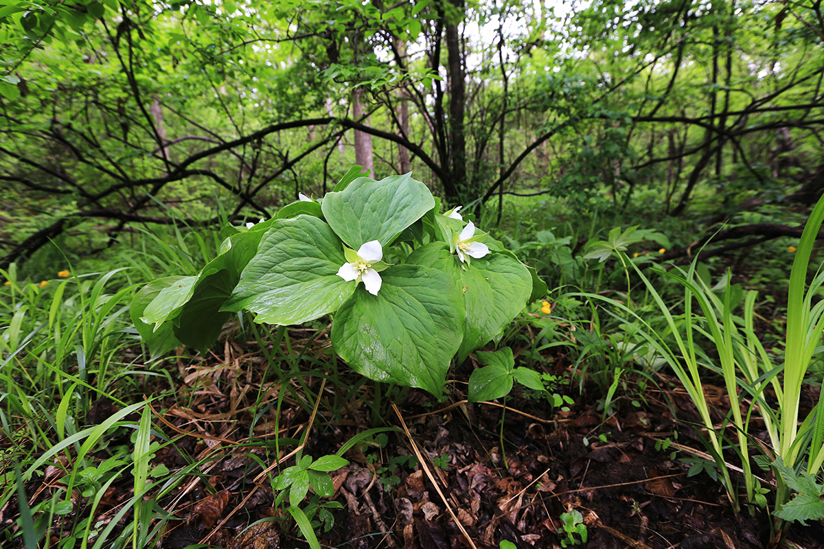 Image of Trillium &times; komarovii specimen.