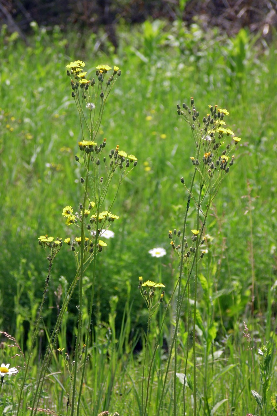 Image of genus Pilosella specimen.