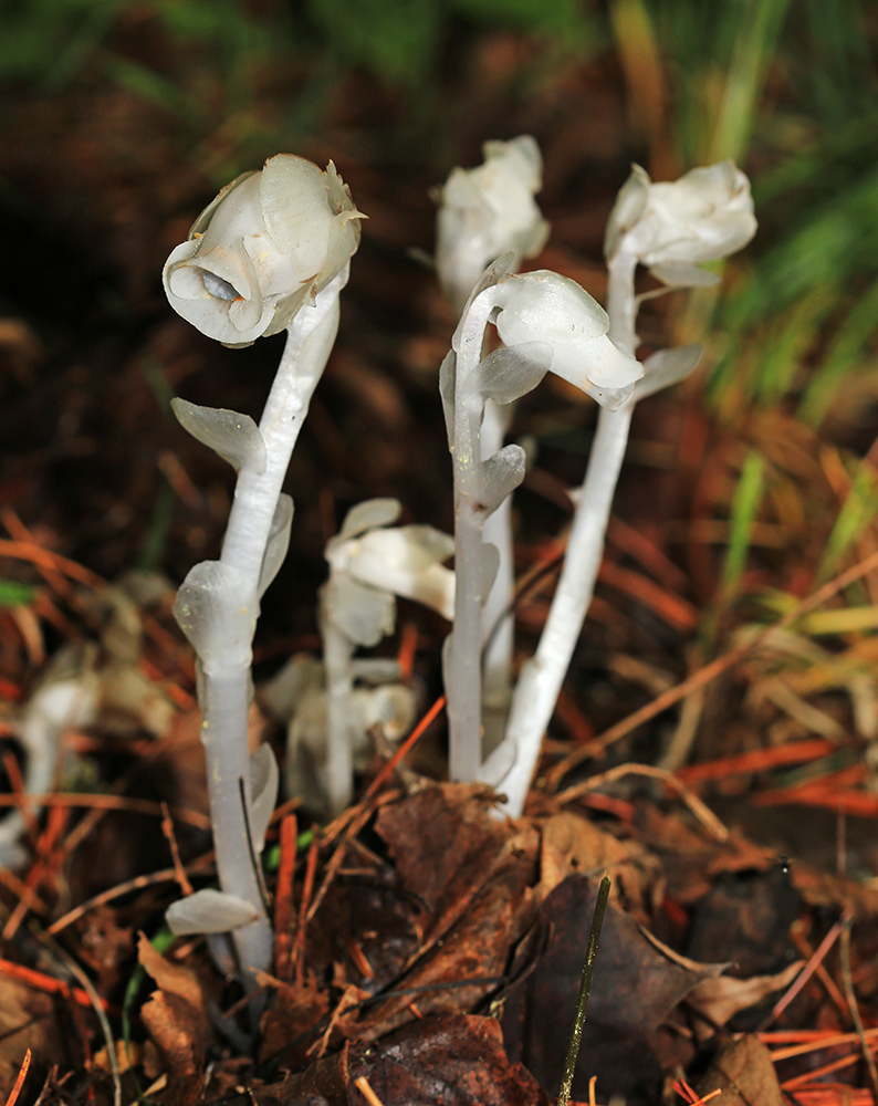 Image of Monotropastrum humile specimen.