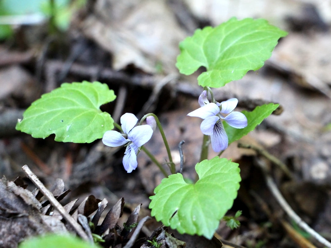 Image of Viola selkirkii specimen.