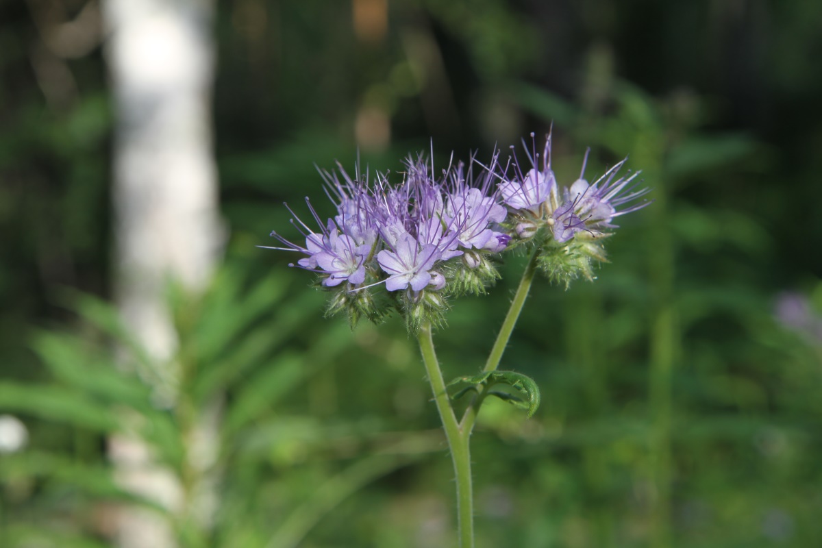 Изображение особи Phacelia tanacetifolia.