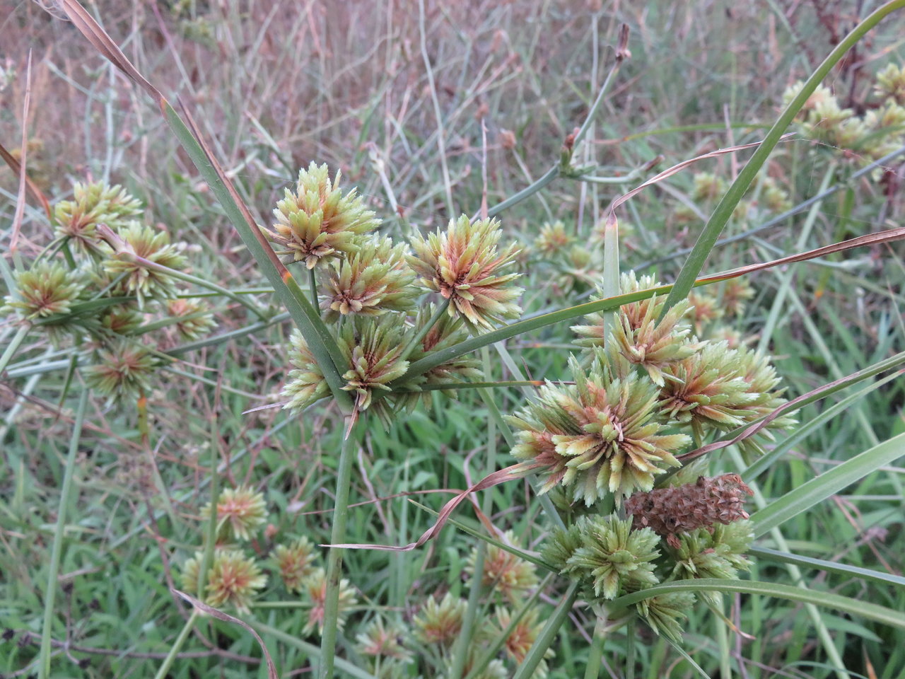 Image of Cyperus eragrostis specimen.