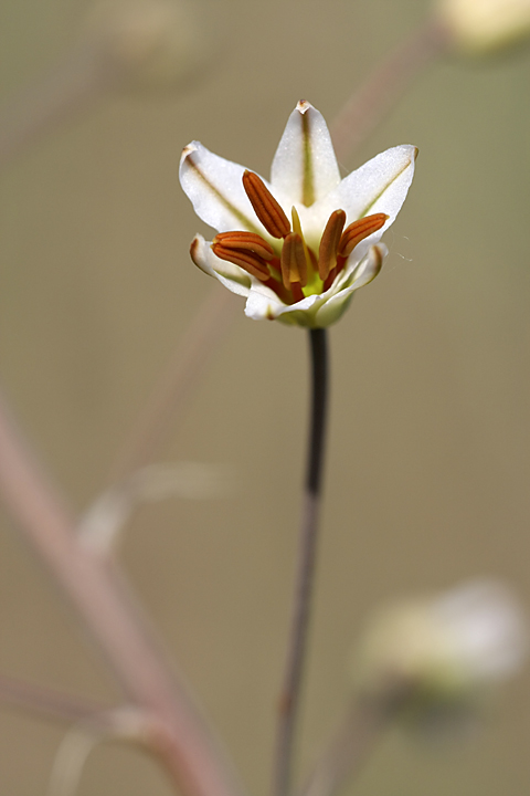 Image of Eremurus soogdianus specimen.