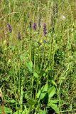 Betonica officinalis