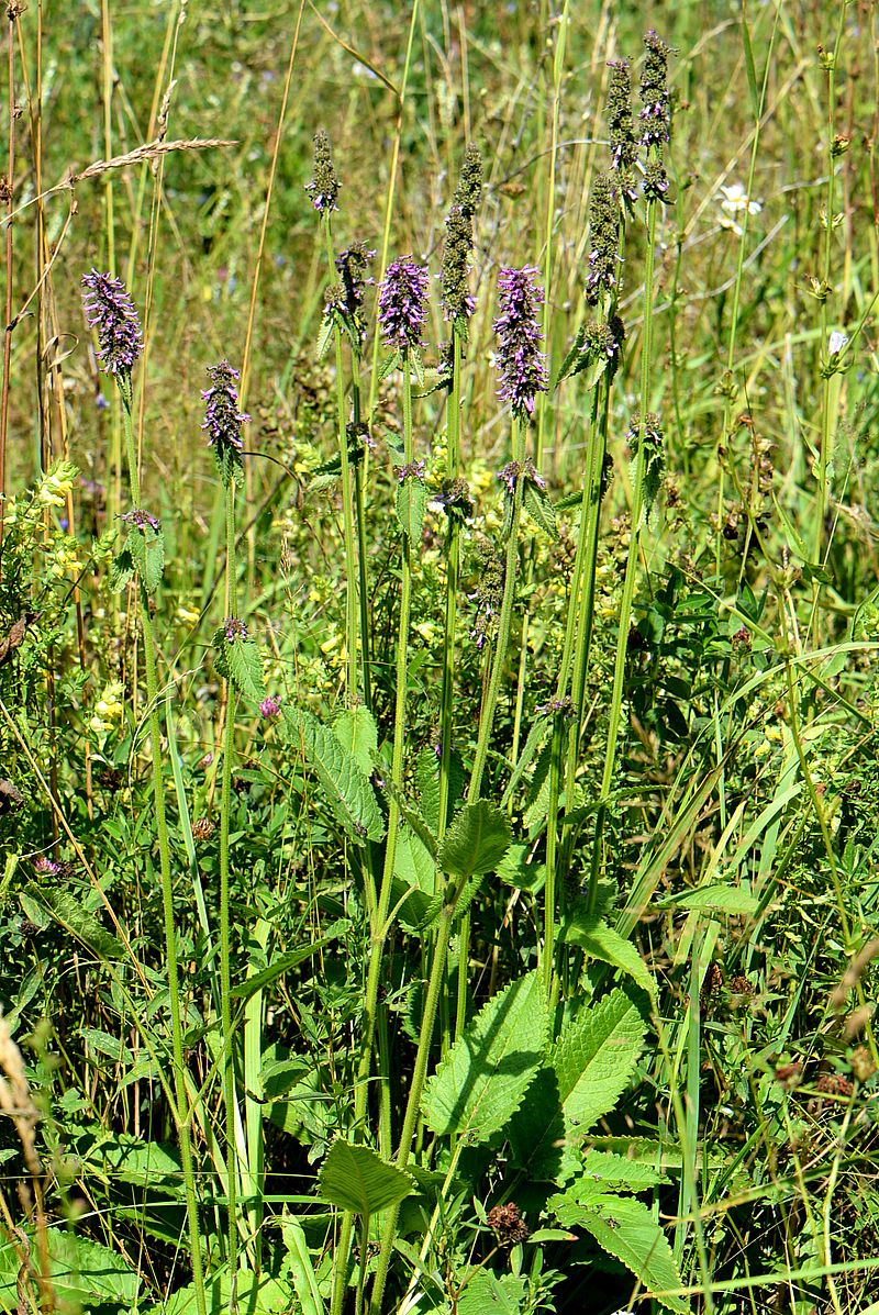 Изображение особи Betonica officinalis.