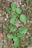Valeriana ficariifolia