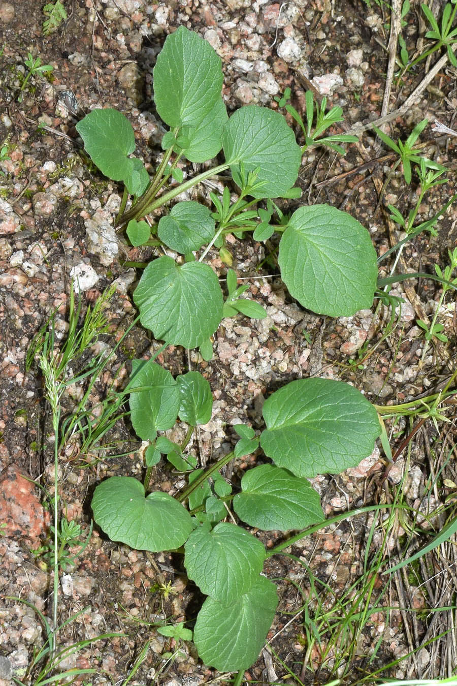 Изображение особи Valeriana ficariifolia.