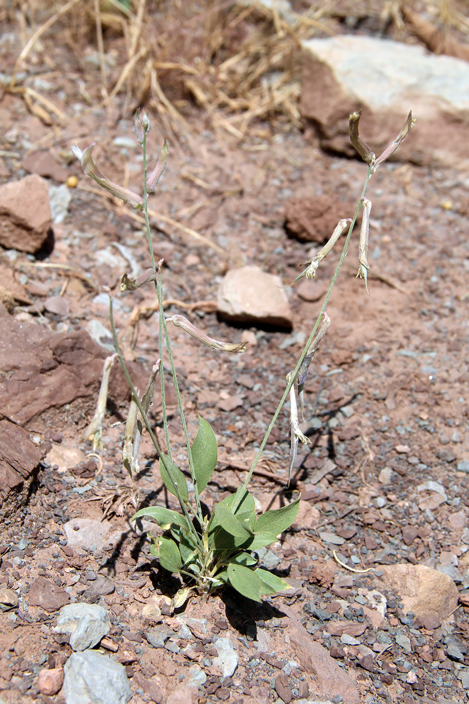 Изображение особи род Astragalus.