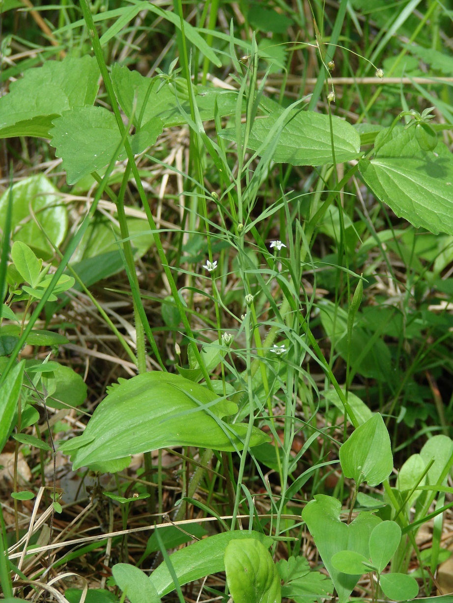 Image of Thesium repens specimen.