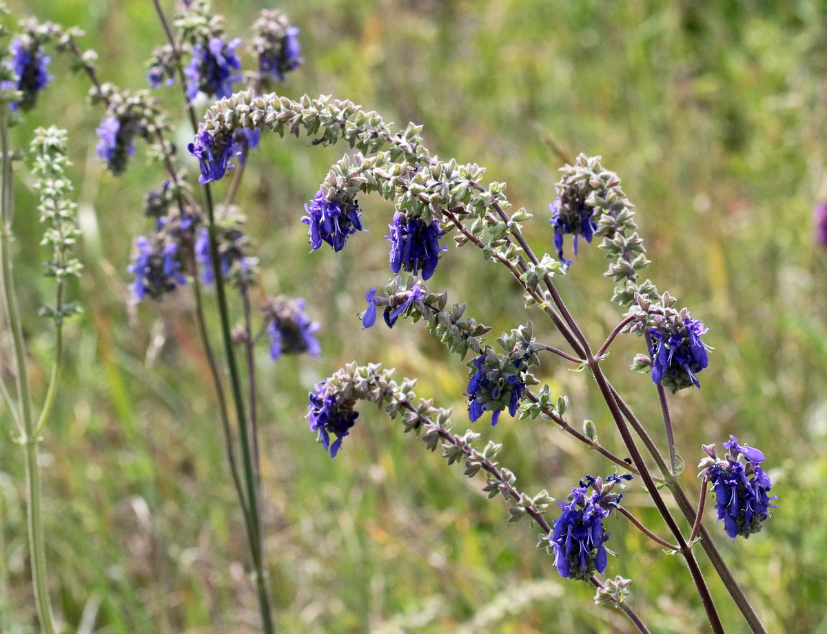 Изображение особи Salvia nutans.