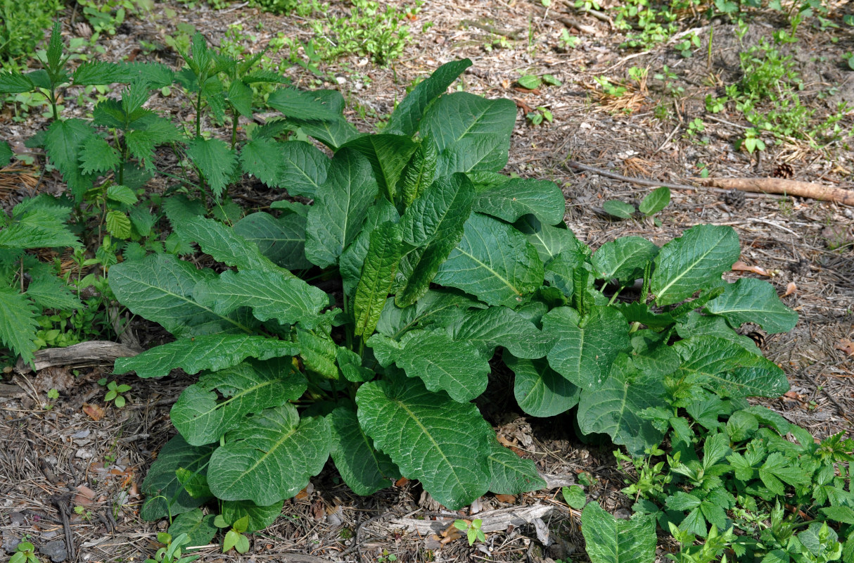 Image of Rumex obtusifolius specimen.