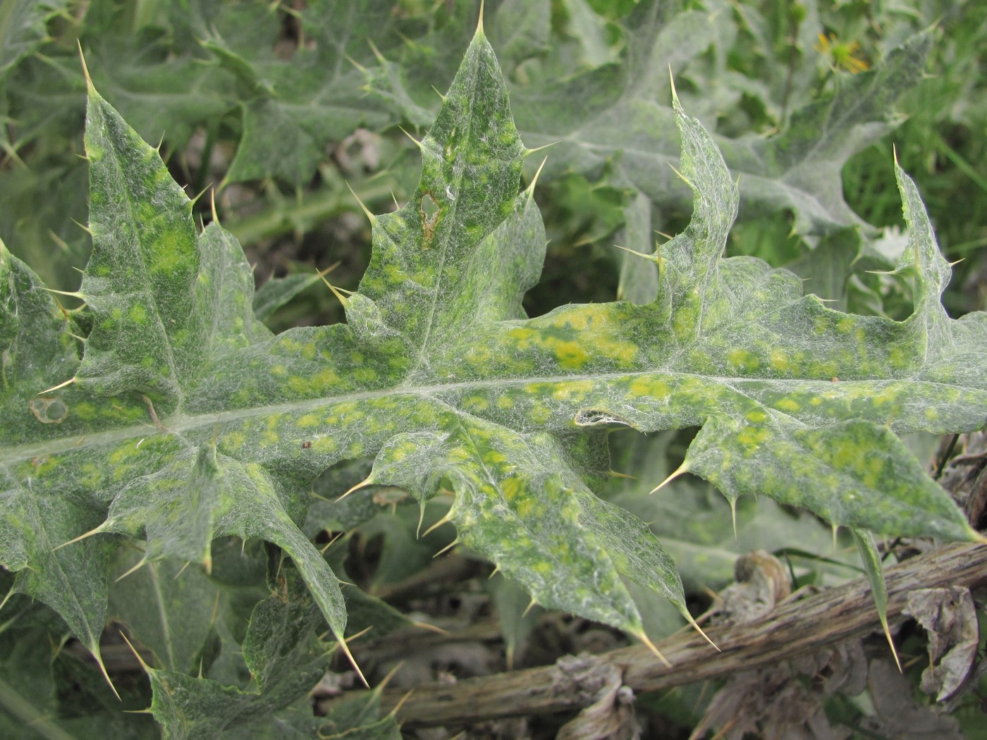 Изображение особи Cirsium cephalotes.