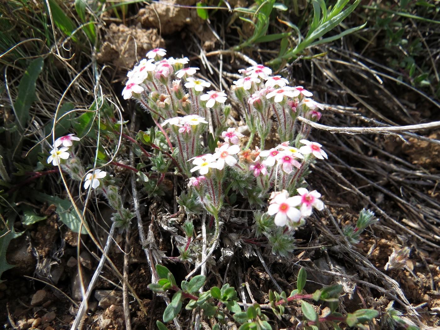 Image of Androsace caduca specimen.