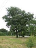 Populus nigra. Взрослое дерево. Хабаровск, мкр-н Амуркабель, в культуре. 11.07.2014.