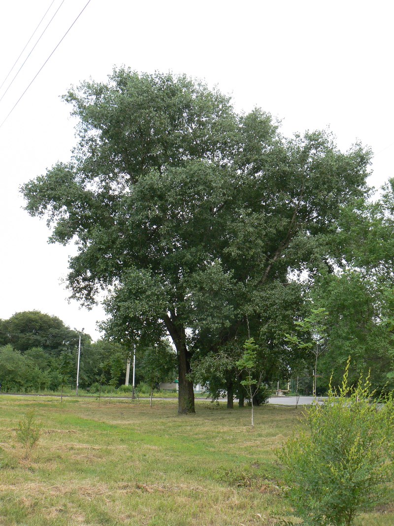 Image of Populus nigra specimen.