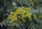 Ailanthus altissima