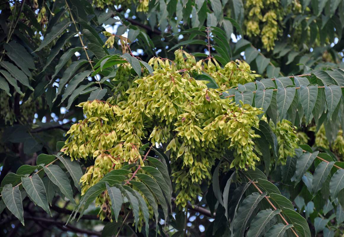 Изображение особи Ailanthus altissima.