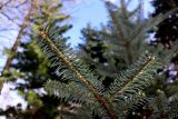 Abies homolepis. Веточка (на фото — видна нижняя сторона хвои). Санкт-Петербург, Петроградский р-н, Ботанический сад им. Петра Великого, в культуре. 20.03.2021.