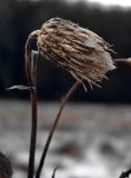 Cirsium heterophyllum. Сухое соцветие-корзинка. Чувашия, окр. г. Шумерля, Кумашкинский заказник, Соколова поляна. 24 ноября 2008 г.