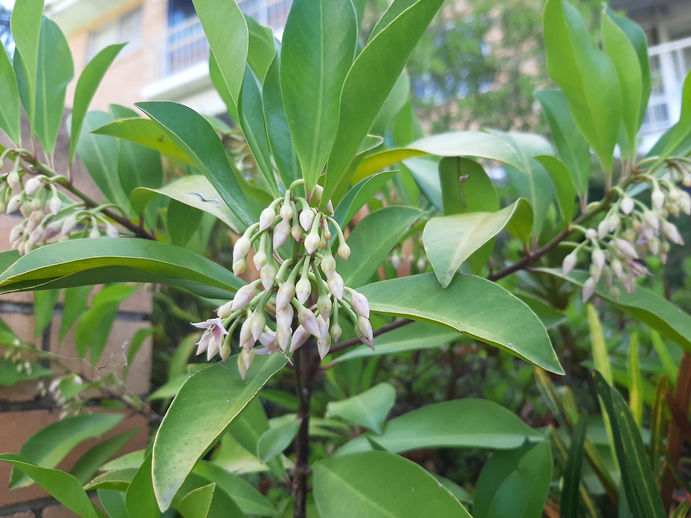 Image of Ardisia elliptica specimen.