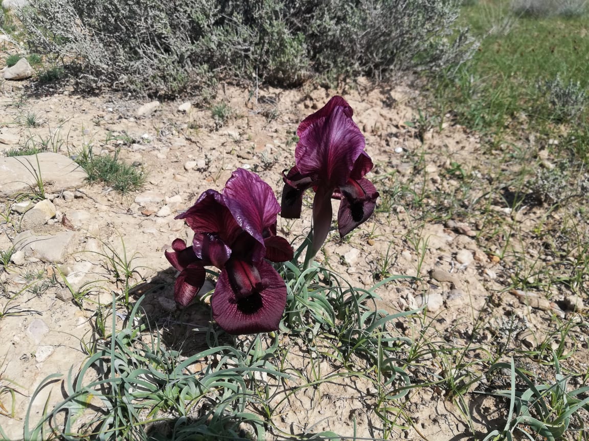 Изображение особи Iris lycotis.