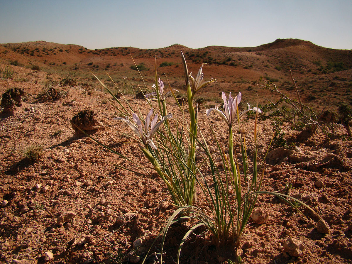 Image of Iris songarica specimen.