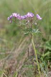 Geranium tuberosum. Цветущее растение. Крым, Керченский п-ов, Приазовье, Караларская степь, степной склон. 6 мая 2021 г.