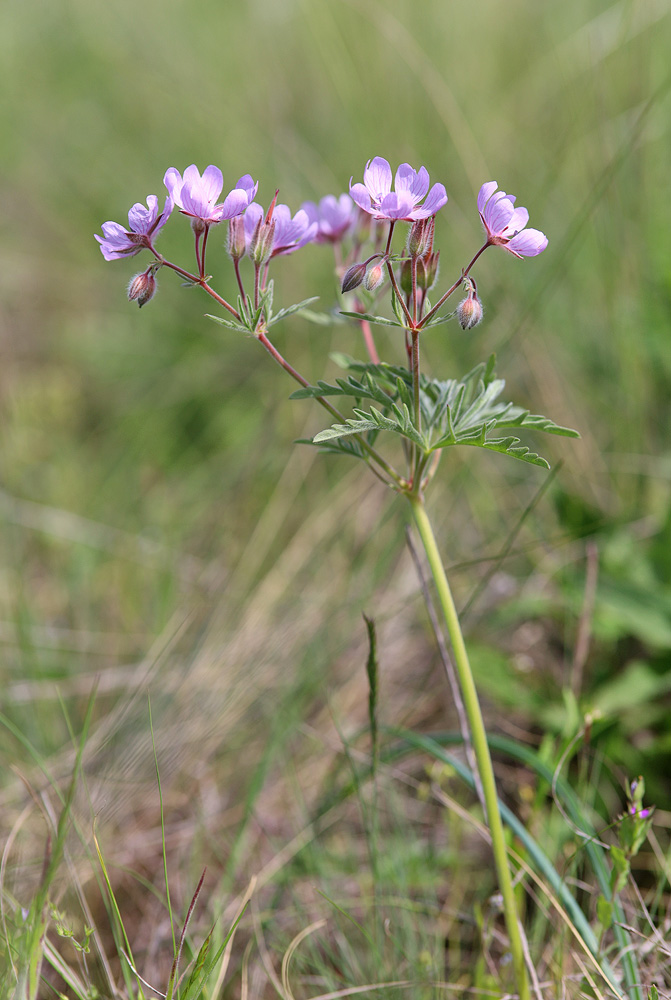 Image of Geranium tuberosum specimen.