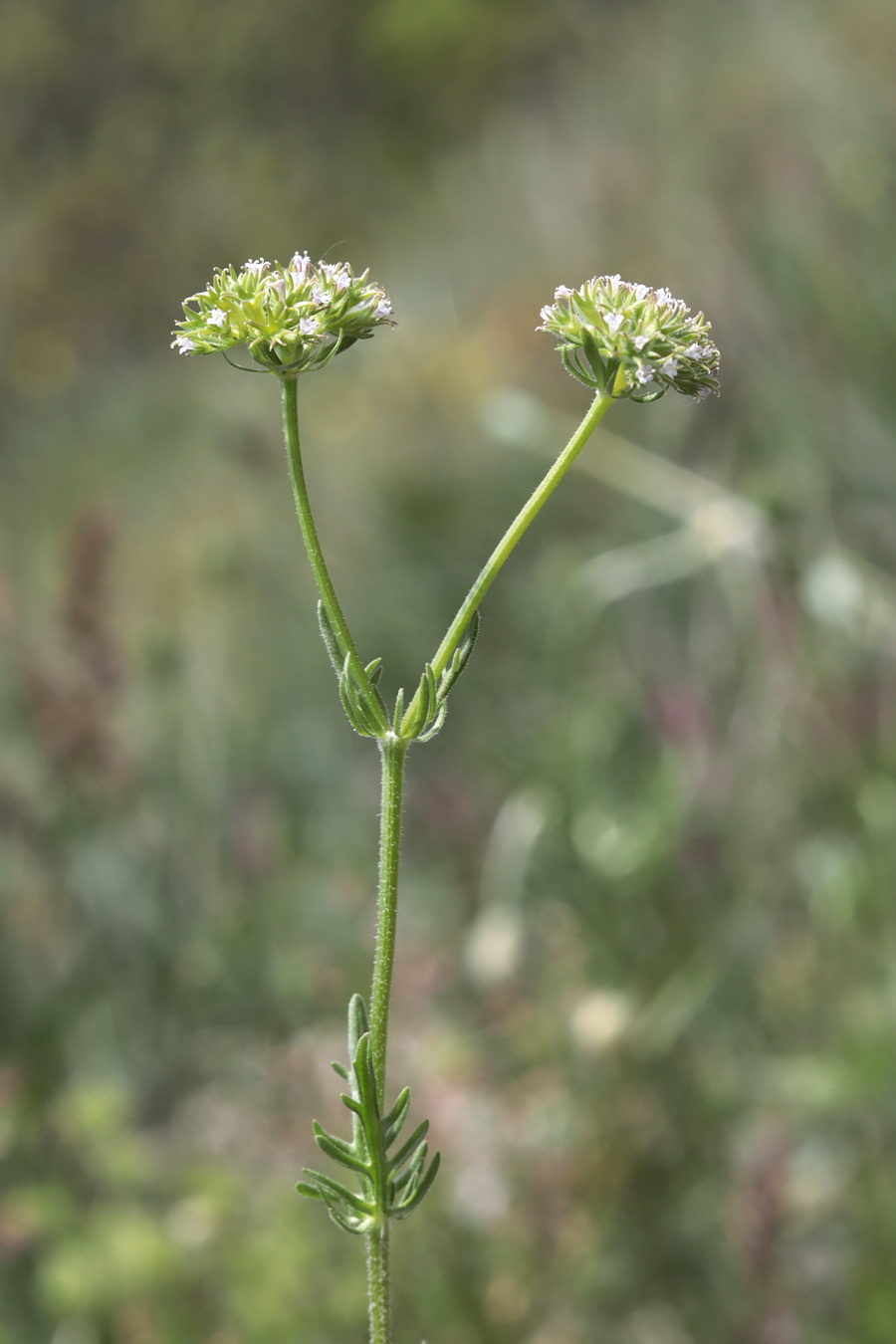 Image of Valerianella uncinata specimen.