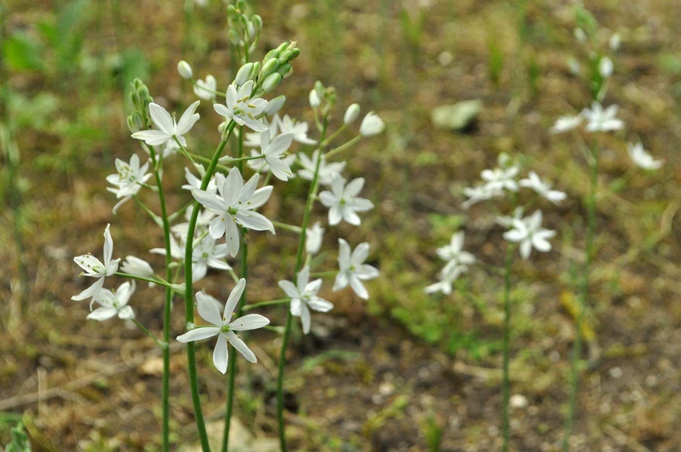 Изображение особи Ornithogalum fischerianum.