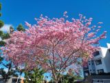 Tabebuia impetiginosa