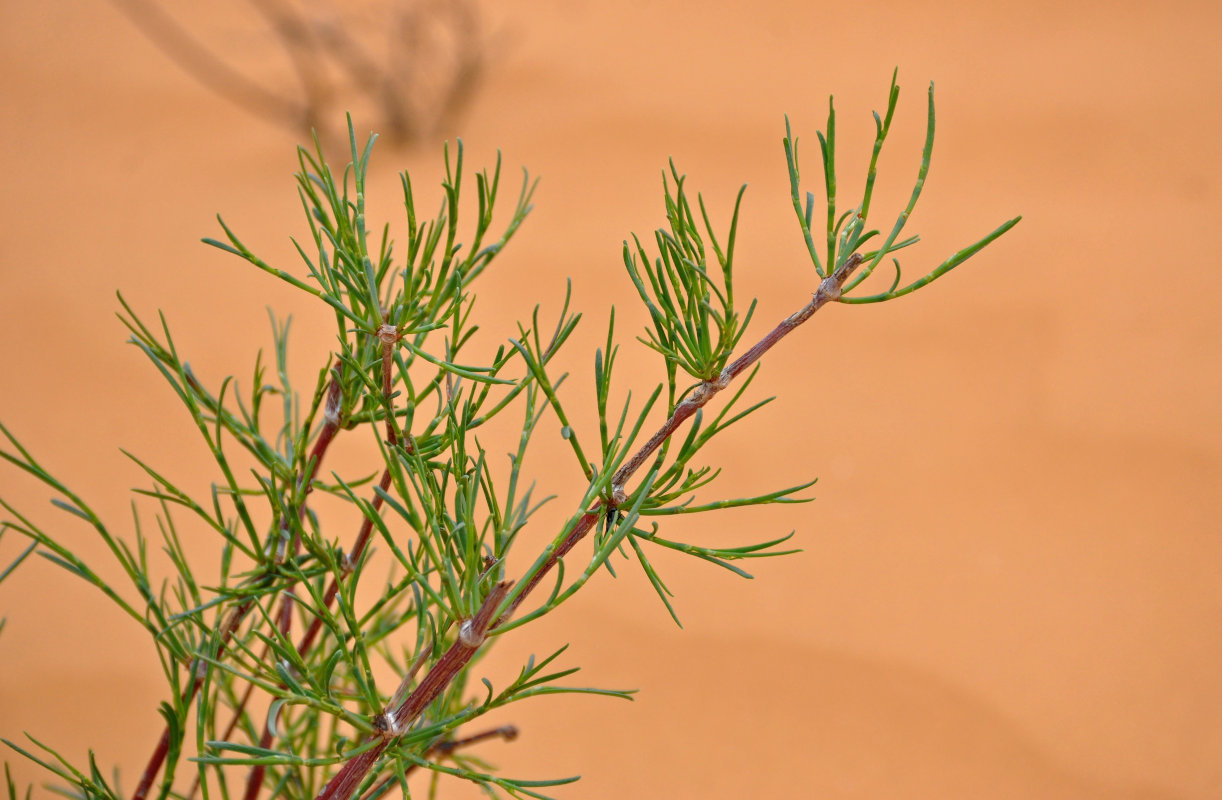 Image of Calligonum aphyllum specimen.