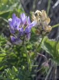 Astragalus danicus