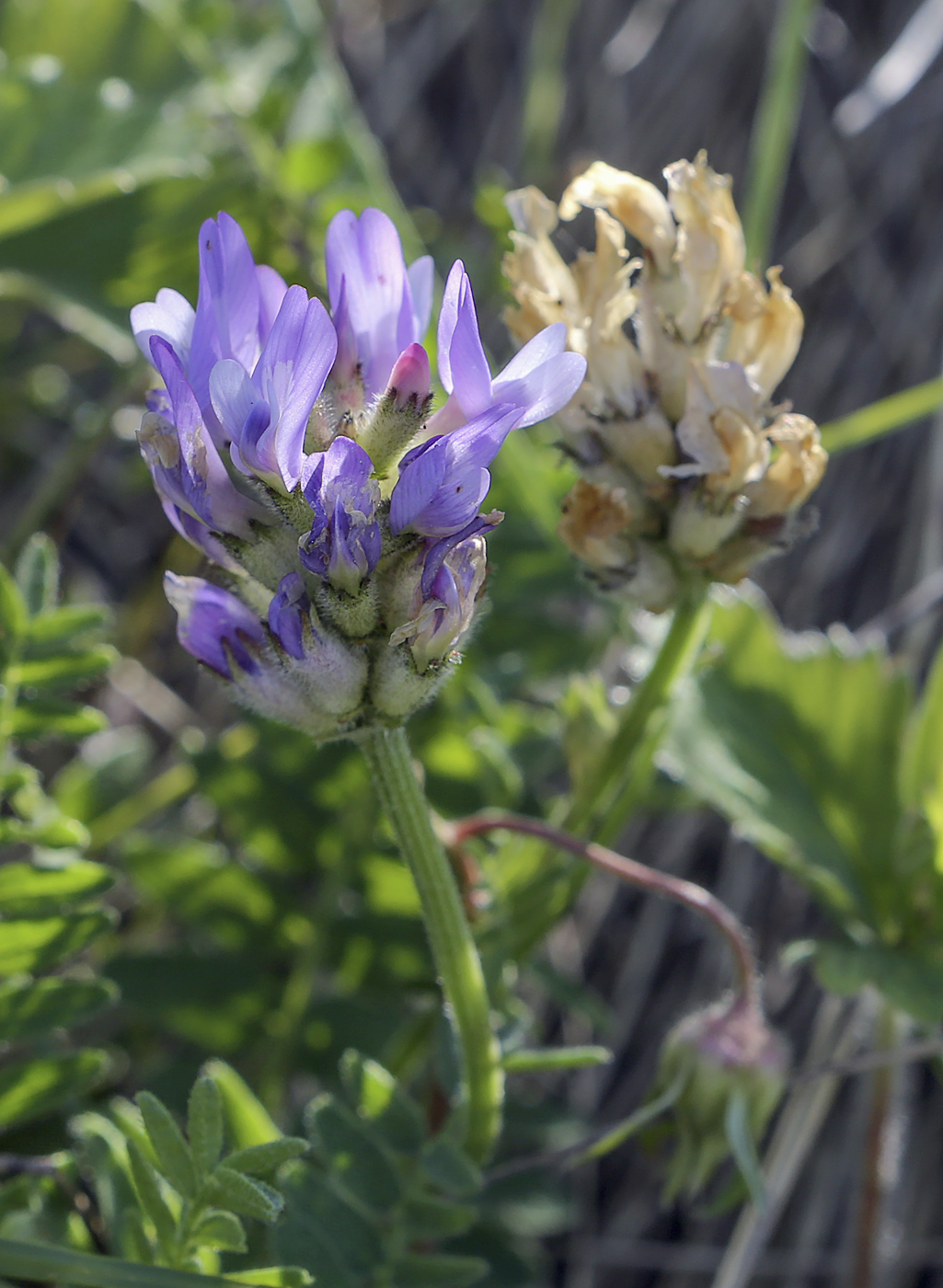 Изображение особи Astragalus danicus.