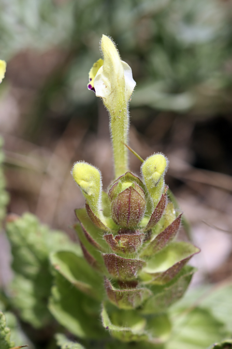 Изображение особи Scutellaria subcaespitosa.