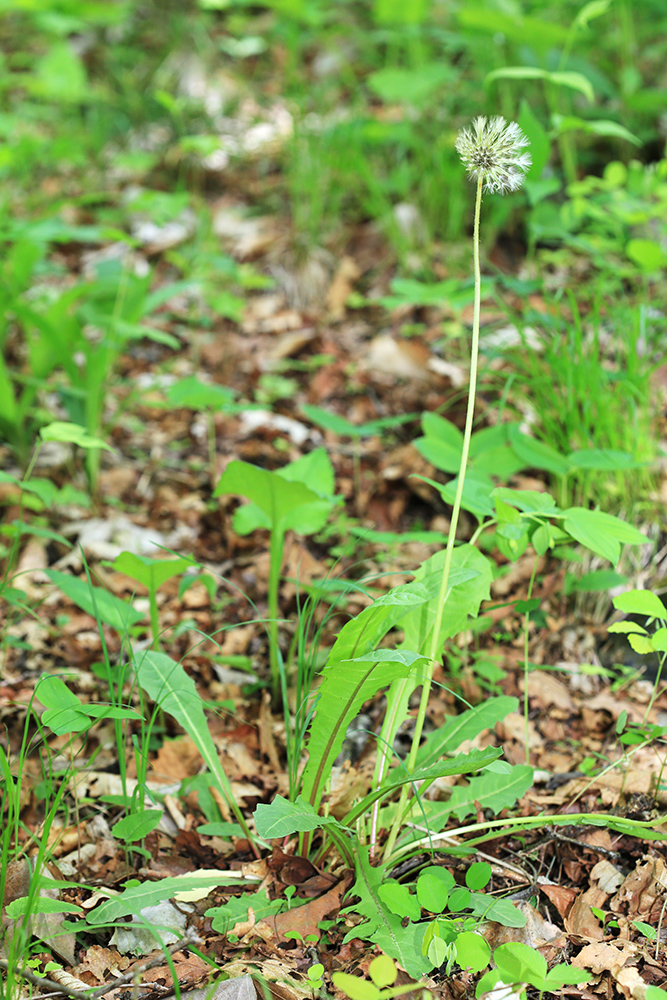 Изображение особи Taraxacum mongolicum.