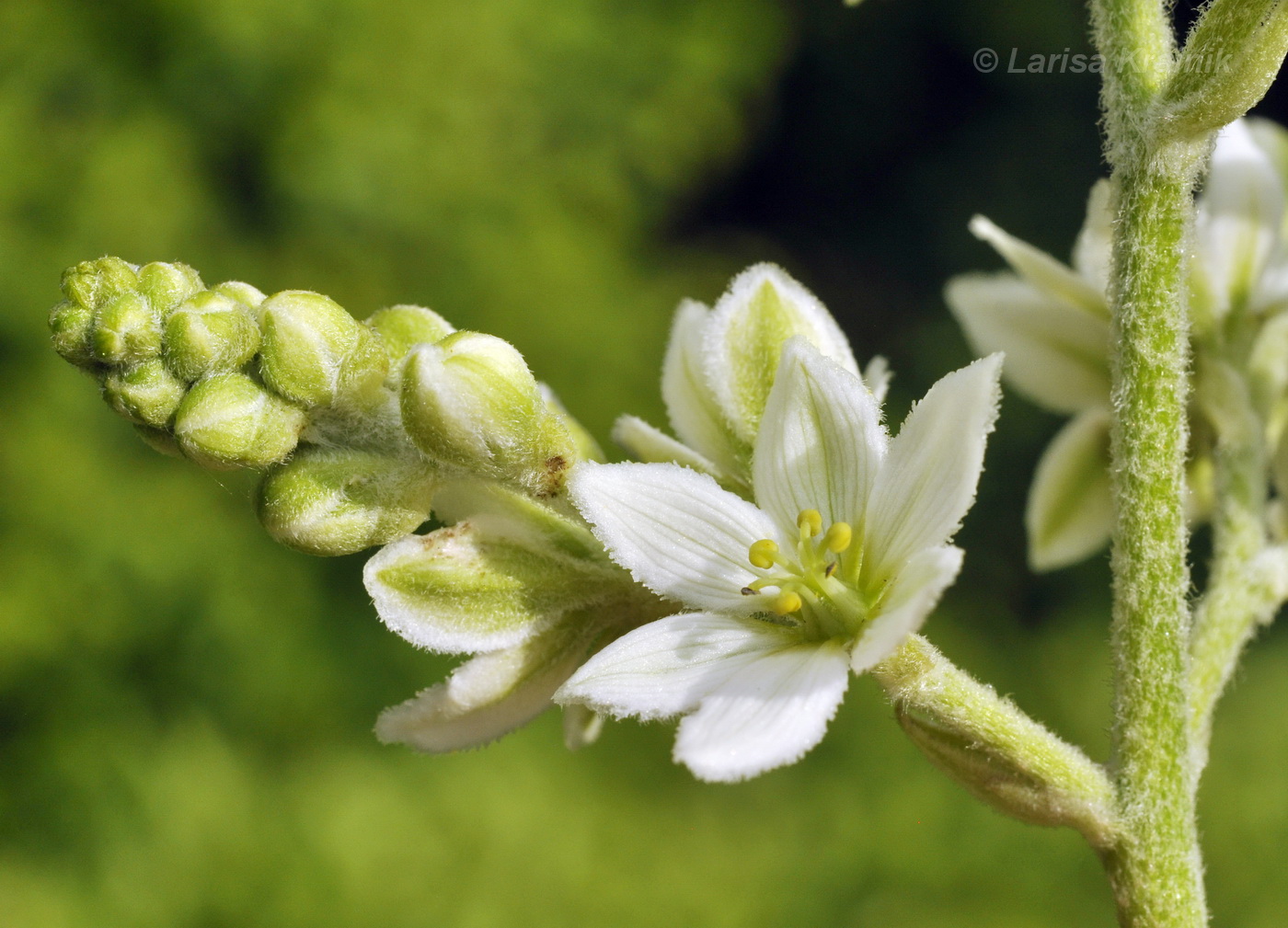 Image of Veratrum dahuricum specimen.