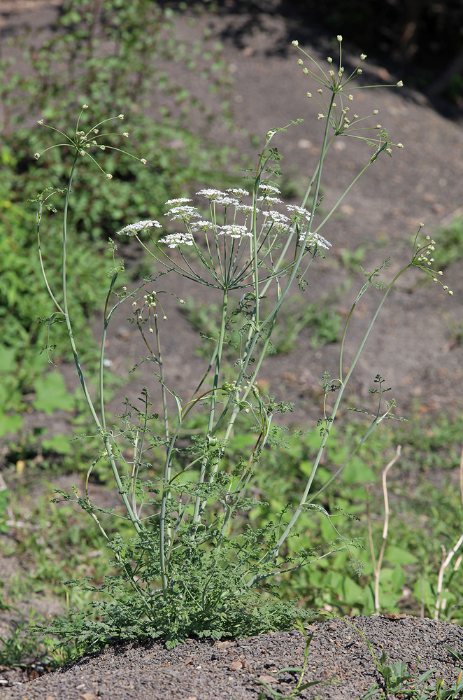 Изображение особи Astrodaucus orientalis.