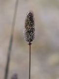 Phleum alpinum. Верхушка побега с соцветием. Узбекистан, Чаткальский хр., окр. оз. Арашан, около 2800 м н.у.м., берег ручья. 12.07.2021.