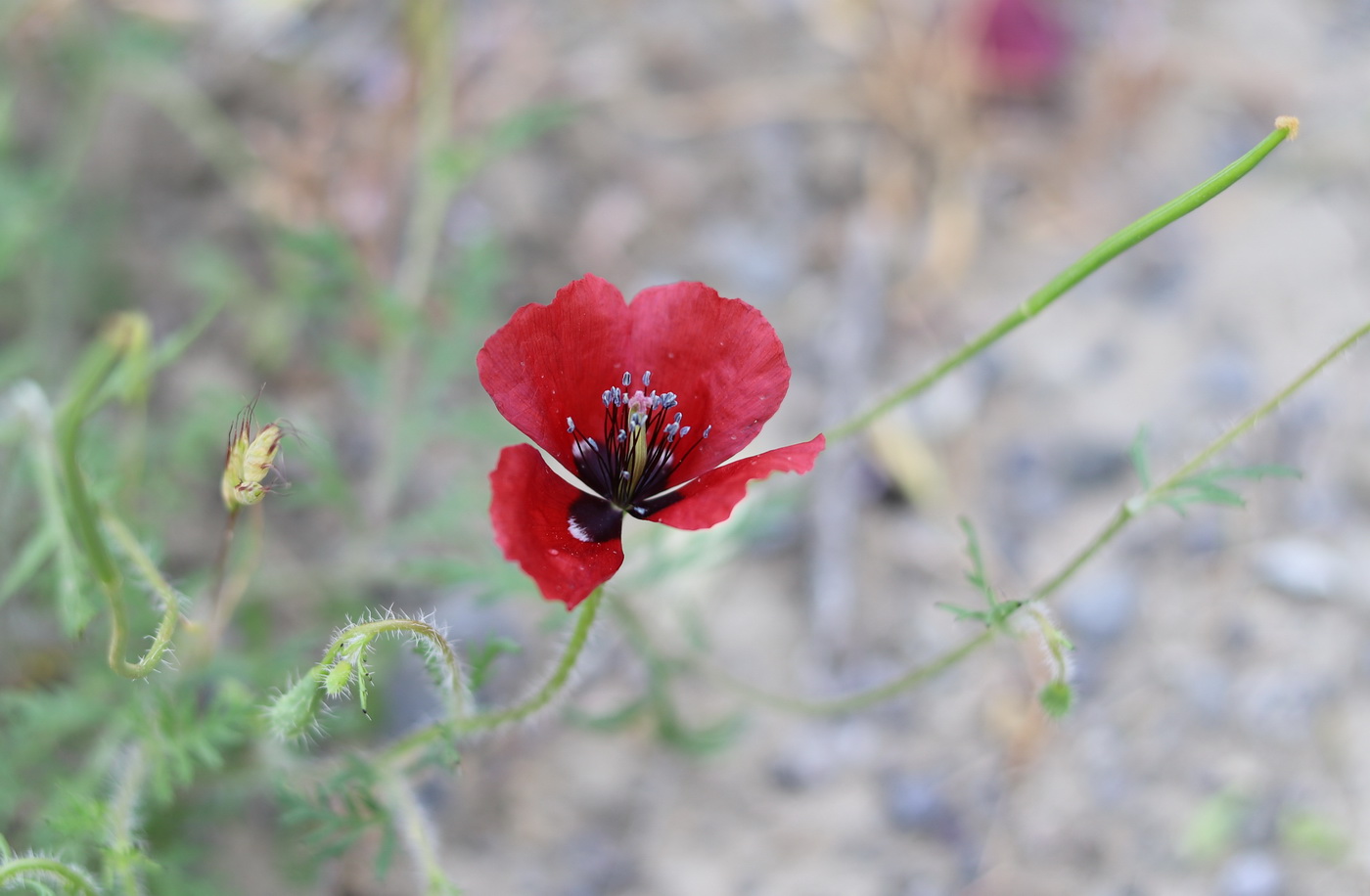 Image of genus Roemeria specimen.