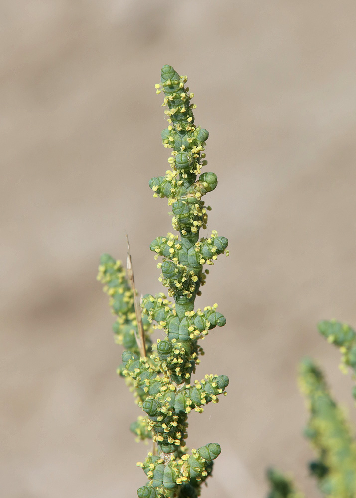 Image of Halocnemum strobilaceum specimen.