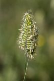 genus Agropyron