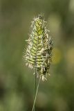 genus Agropyron. Верхушки побегов с соцветиями. Краснодарский край, Абинский р-н, окр. станицы Эриванской, гора Шизе, горная степь, каменистый склон. 29.05.2021.