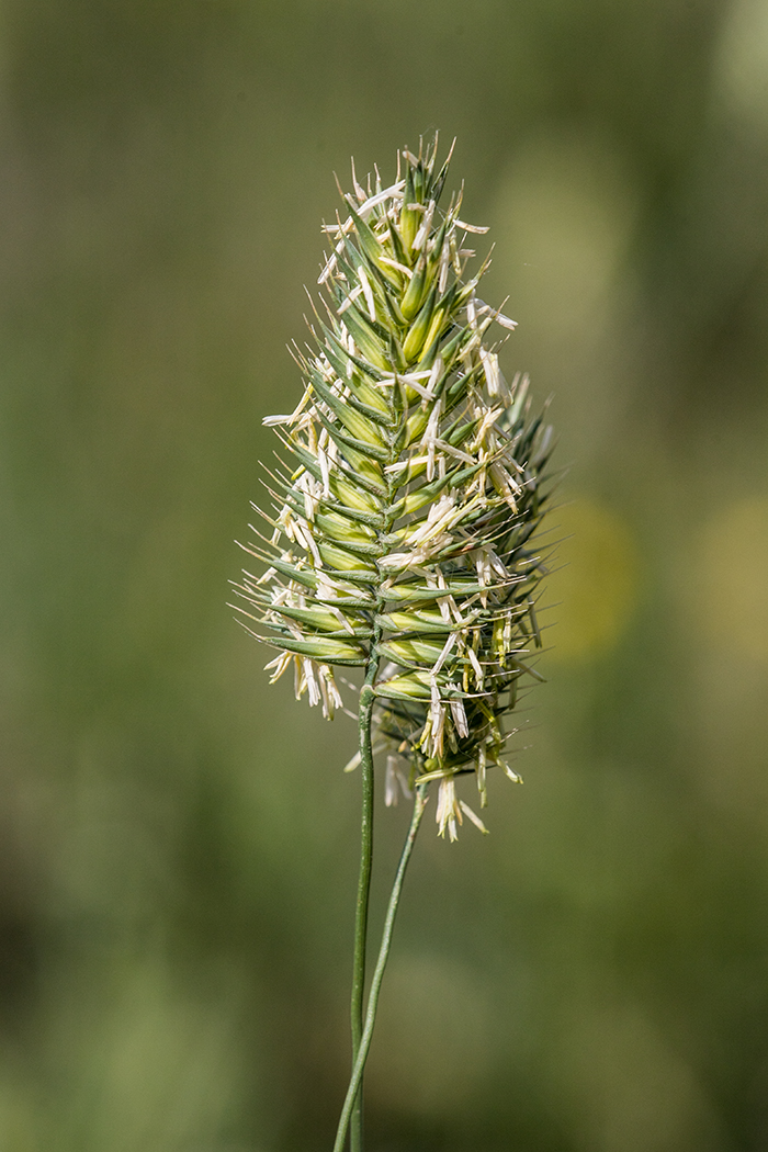 Image of genus Agropyron specimen.