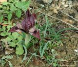 Iris acutiloba. Цветущее растение. Азербайджан, Гобустанский заповедник. 10.04.2010.
