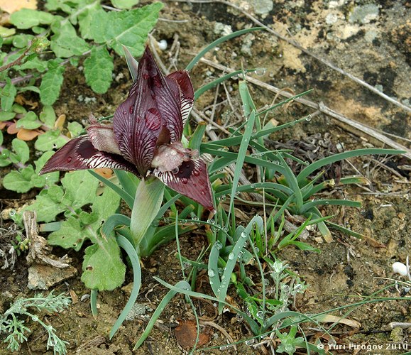 Изображение особи Iris acutiloba.