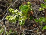 Ribes fragrans