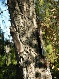 Quercus suber. Часть ствола с бутылками, воткнутыми для проведения инъекции лекарства(?). Испания, Андалусия, провинция Кордова, г. Кордова, Real Jardín Botánico de Córdoba. Январь.